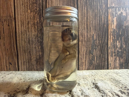 Baby Wild Rabbit Wet Specimen (#1)