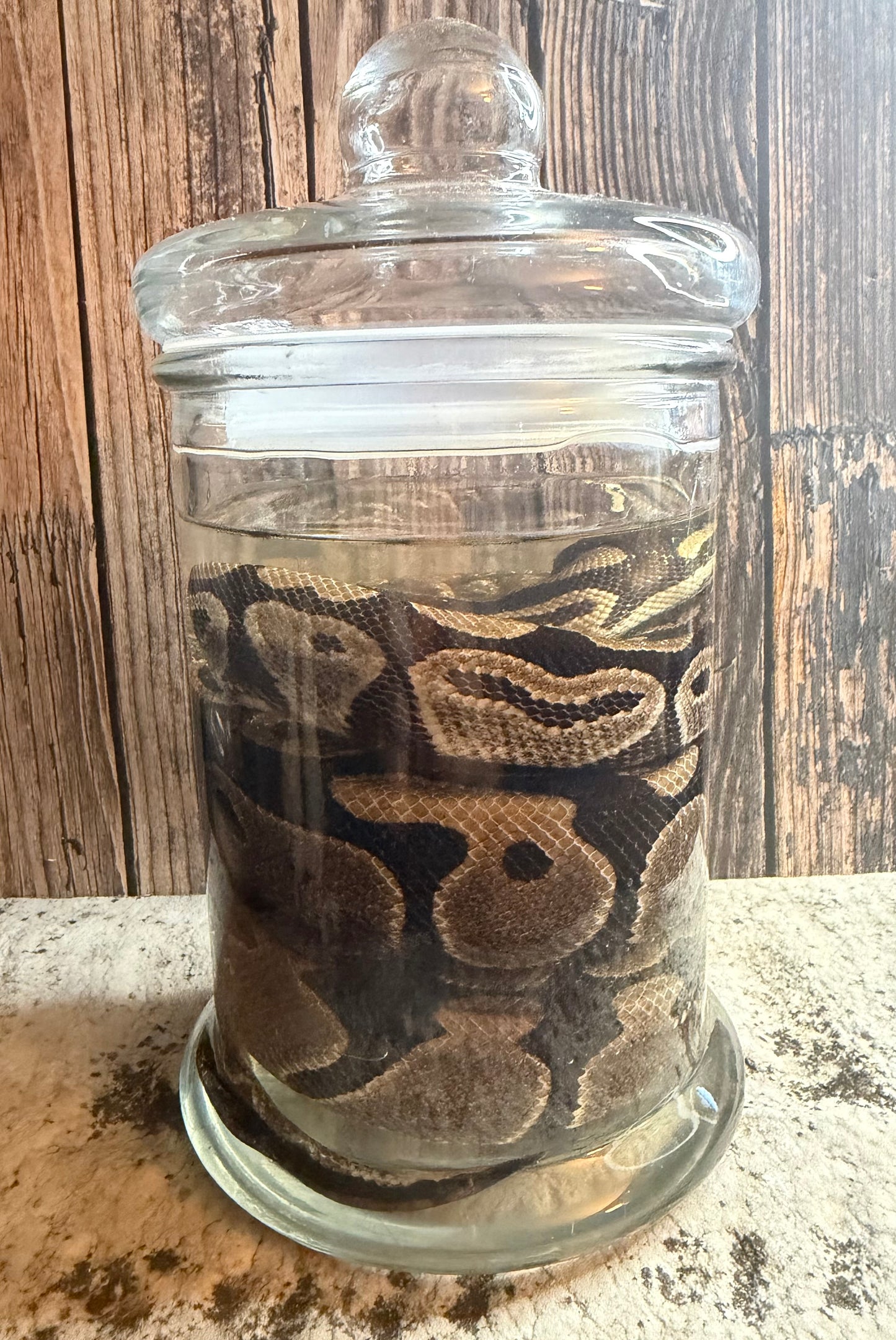 Normal Adult Ball Python Wet Specimen