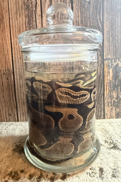 Normal Adult Ball Python Wet Specimen