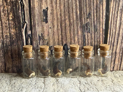 Raccoon Claw Curio Vial (Cork)