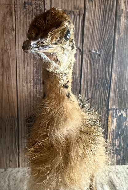 Taxidermy Ostrich Chick