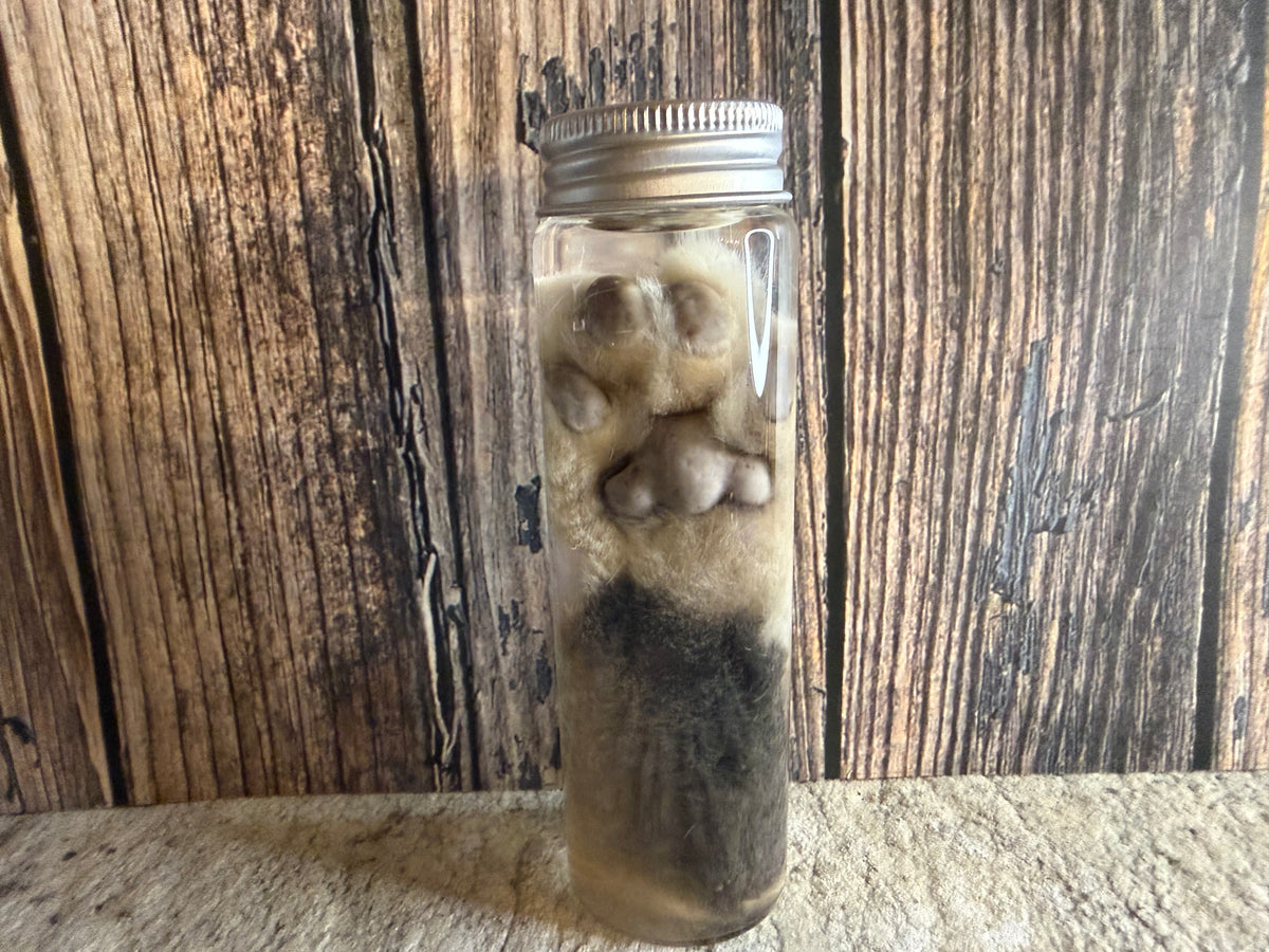 Tom Cat Paw Wet Specimen