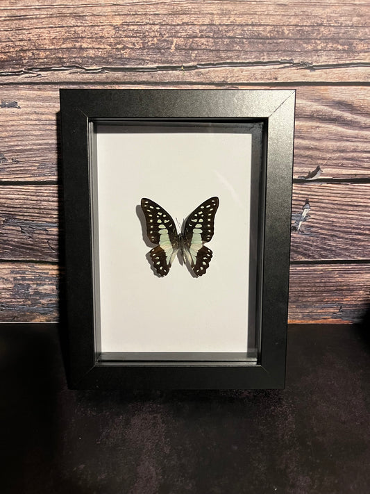 Great Jay (Graphium eurypylus) Butterfly Frame