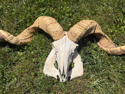 Massive Ram Skull