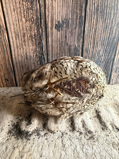 Bobwhite Quail Taxidermy (Unmounted)