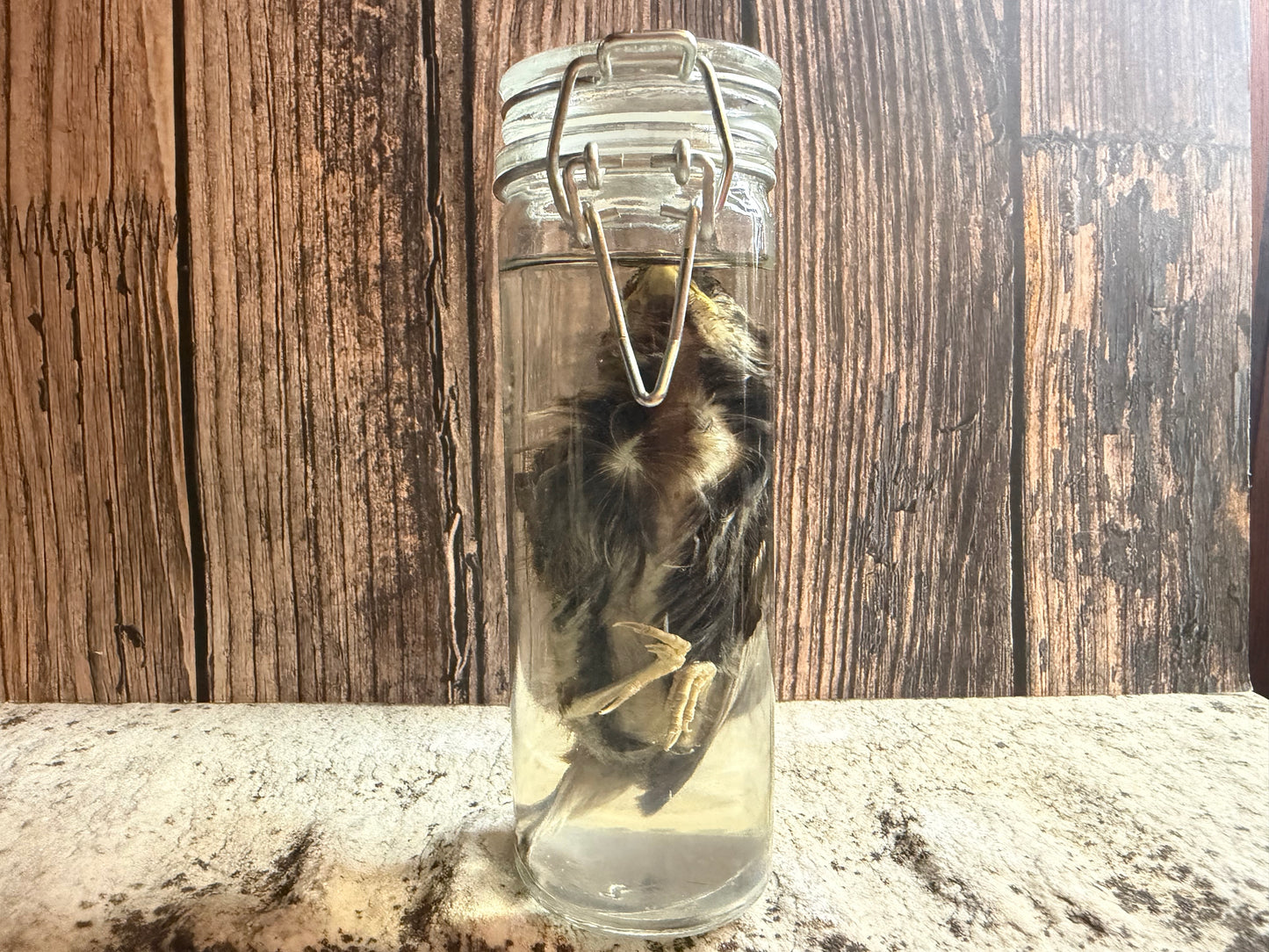 Fledgling House Sparrow Wet Specimen (#3)