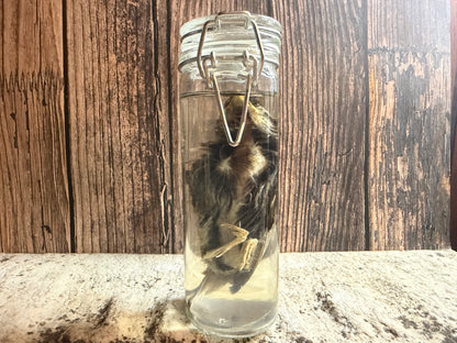 Fledgling House Sparrow Wet Specimen (#3)