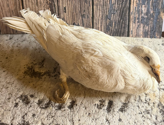 Dry Preserved White Pigeon