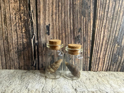 Freshwater Shell Curio Vial (Cork)