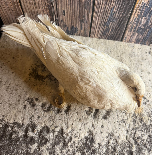Dry Preserved White Pigeon