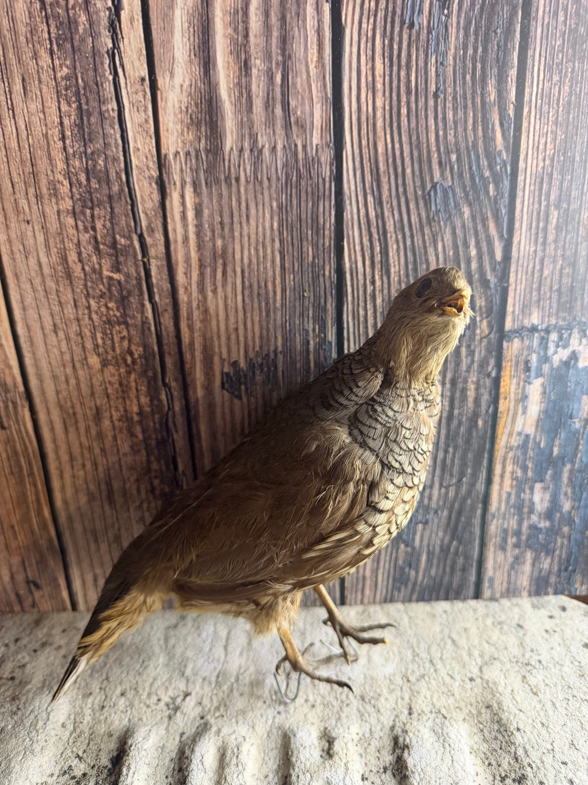 Antique Female Gray (Hungarian) Partridge Taxidermy (Unmounted)