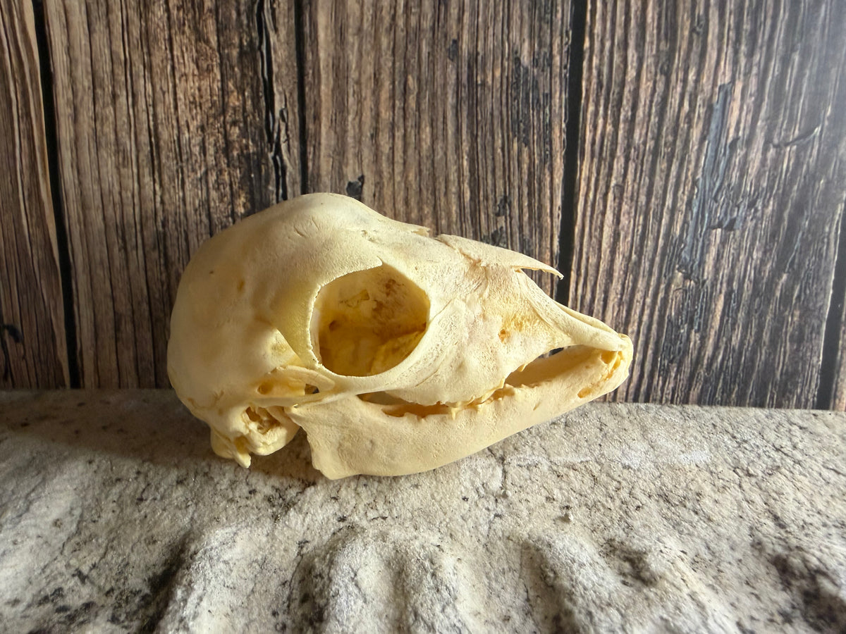 Juvenile Goat Skull