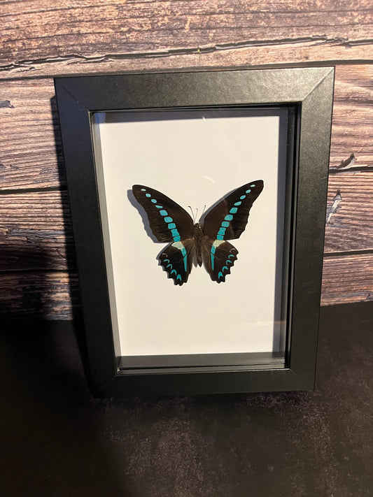 Milan’s Bluebottle (Graphium milan) Butterfly Frame