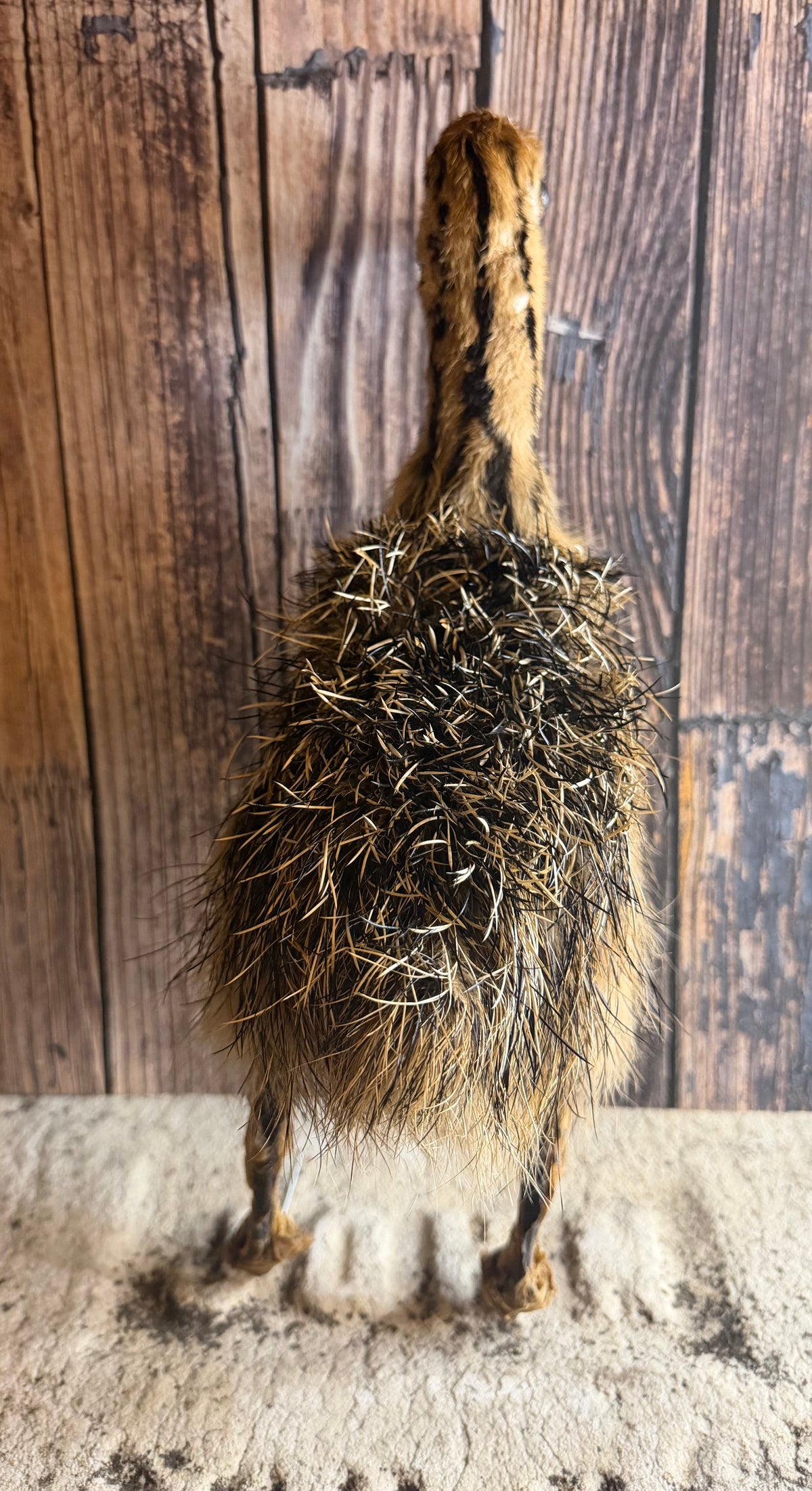 Taxidermy Ostrich Chick