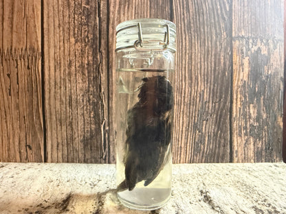 Fledgling House Sparrow Wet Specimen (#1)