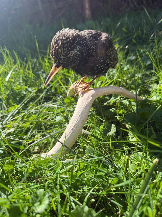 European Starling on Antler Taxidermy