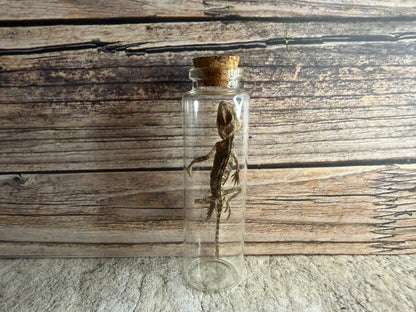 Dry Preserved Bearded Dragon
