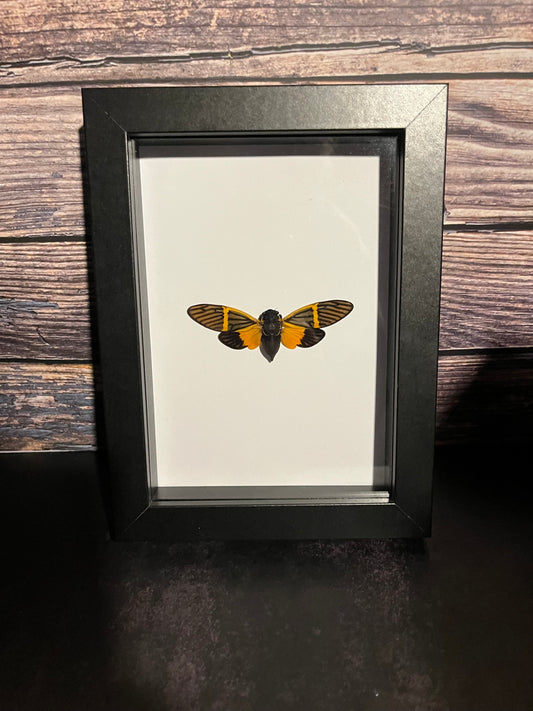 Real Orange Cicada (Bequartina electa) Frame