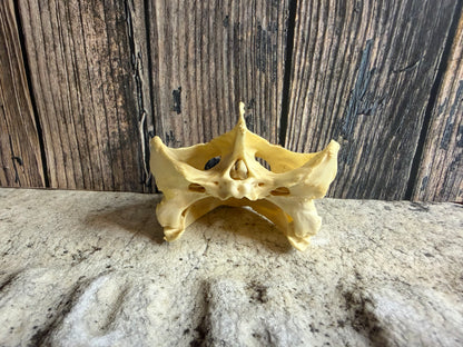 Snapping Turtle Skull (#2)