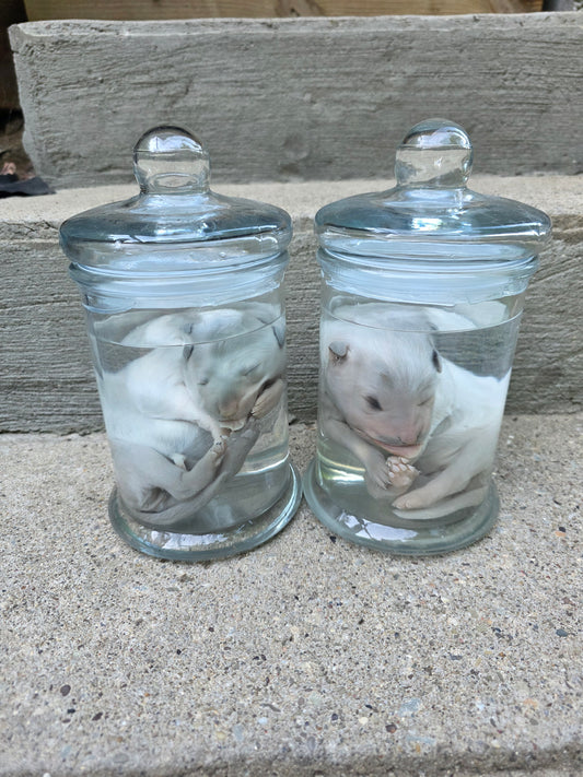 Great Pyranees Puppy Wet Specimen