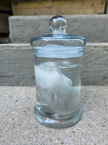 Great Pyranees Puppy Wet Specimen