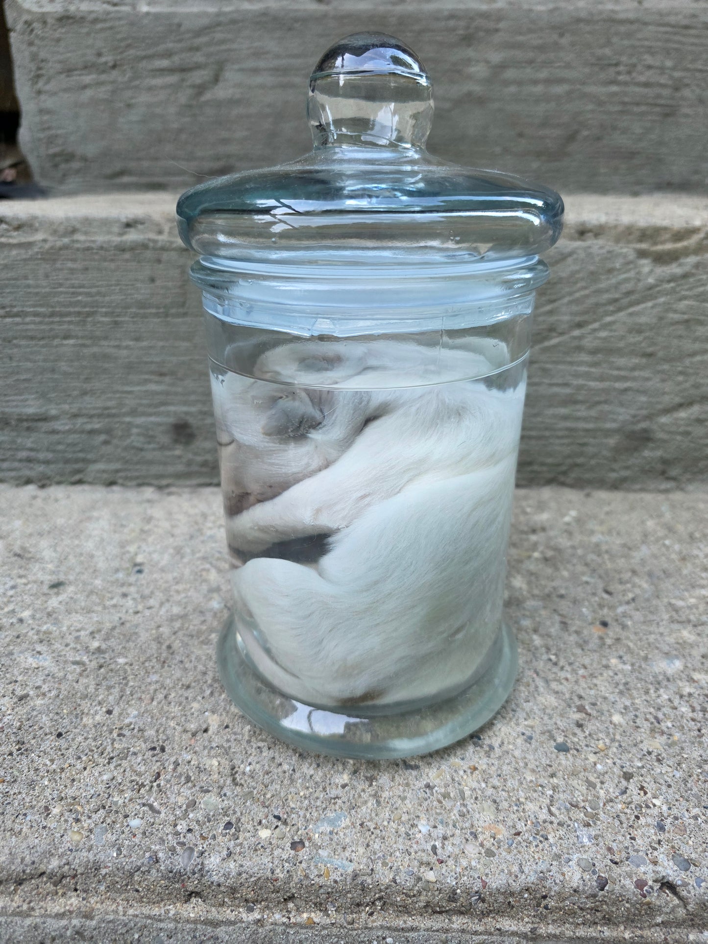 Great Pyranees Puppy Wet Specimen