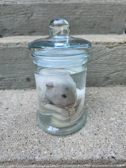 Great Pyranees Puppy Wet Specimen