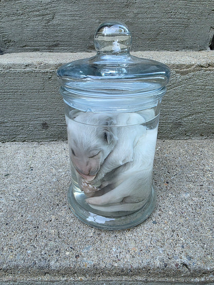 Great Pyranees Puppy Wet Specimen