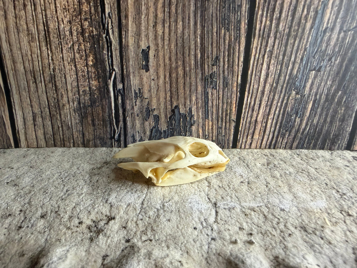 Turtle Skull (Lg.)