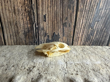 Turtle Skull (Lg.)
