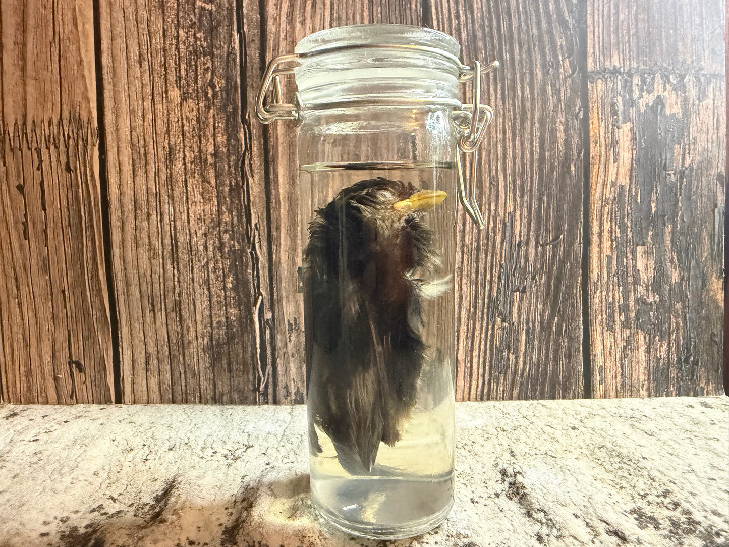 Fledgling House Sparrow Wet Specimen (#1)