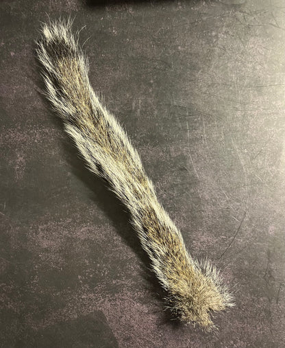 Dry Preserved Squirrel Tail