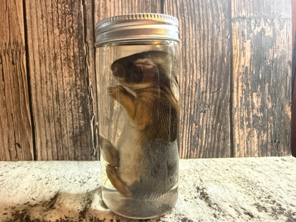 Baby Wild Rabbit Wet Specimen (#2)