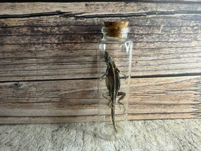 Dry Preserved Lizard