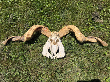 Massive Ram Skull