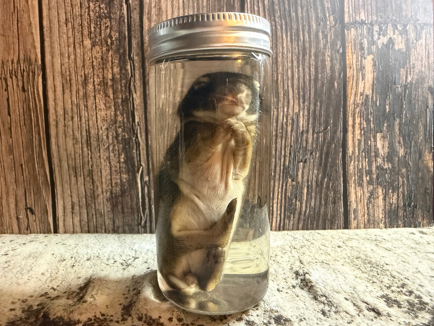 Baby Wild Rabbit Wet Specimen (#2)