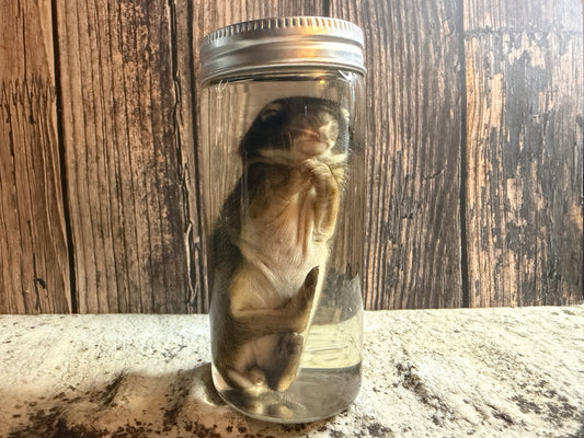Baby Wild Rabbit Wet Specimen (#2)