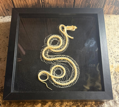 Trimeresurus albolabris (White Lipped Python) Skeleton Shadowbox Frame