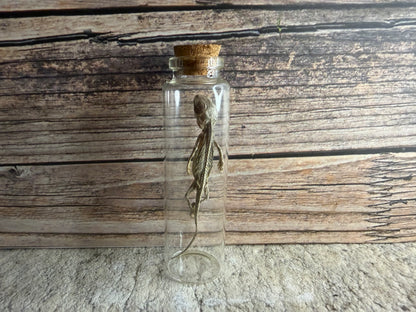 Dry Preserved Bearded Dragon