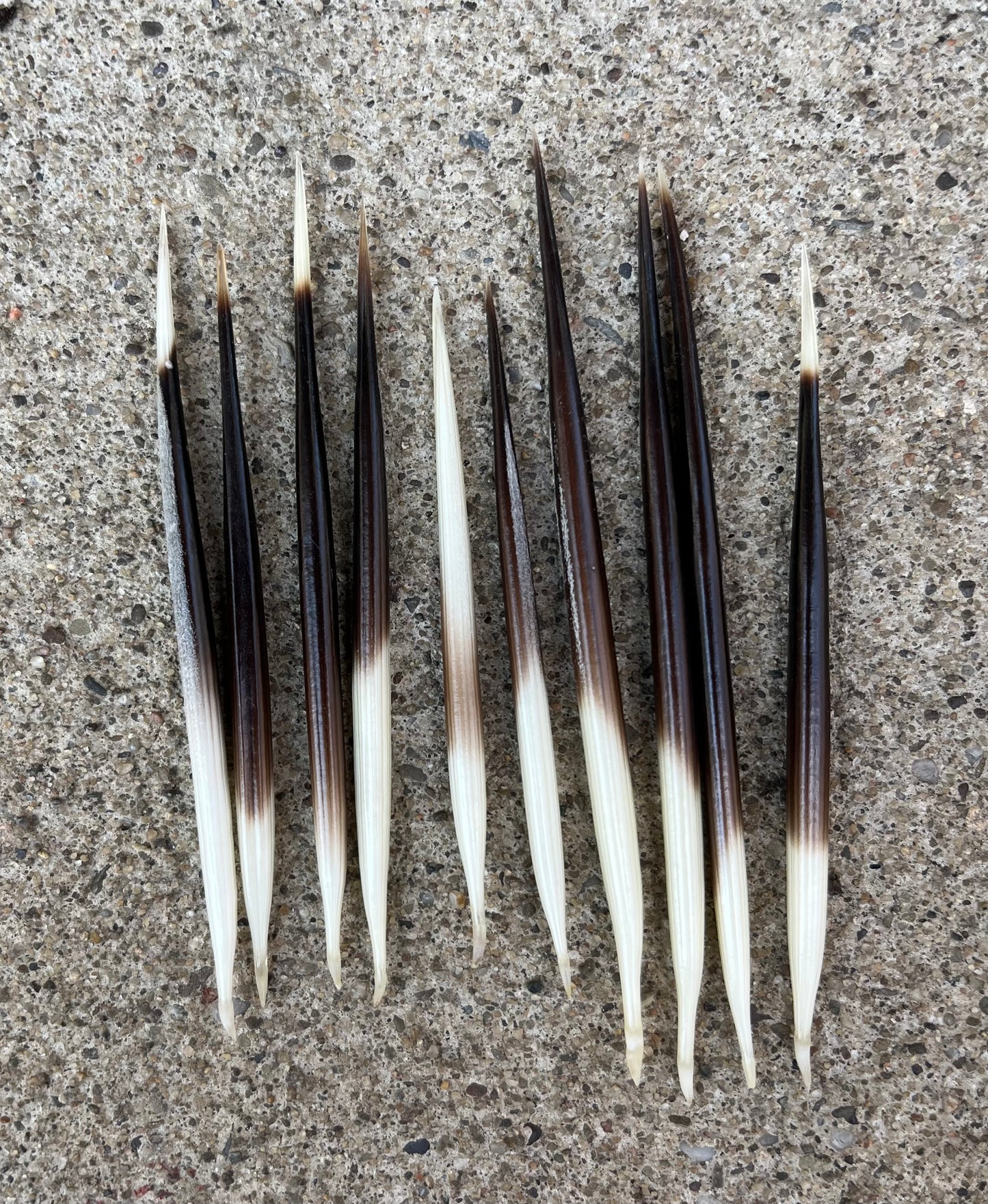 Porcupine Quill (3”)