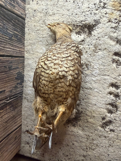 Antique Female Gray (Hungarian) Partridge Taxidermy (Unmounted)
