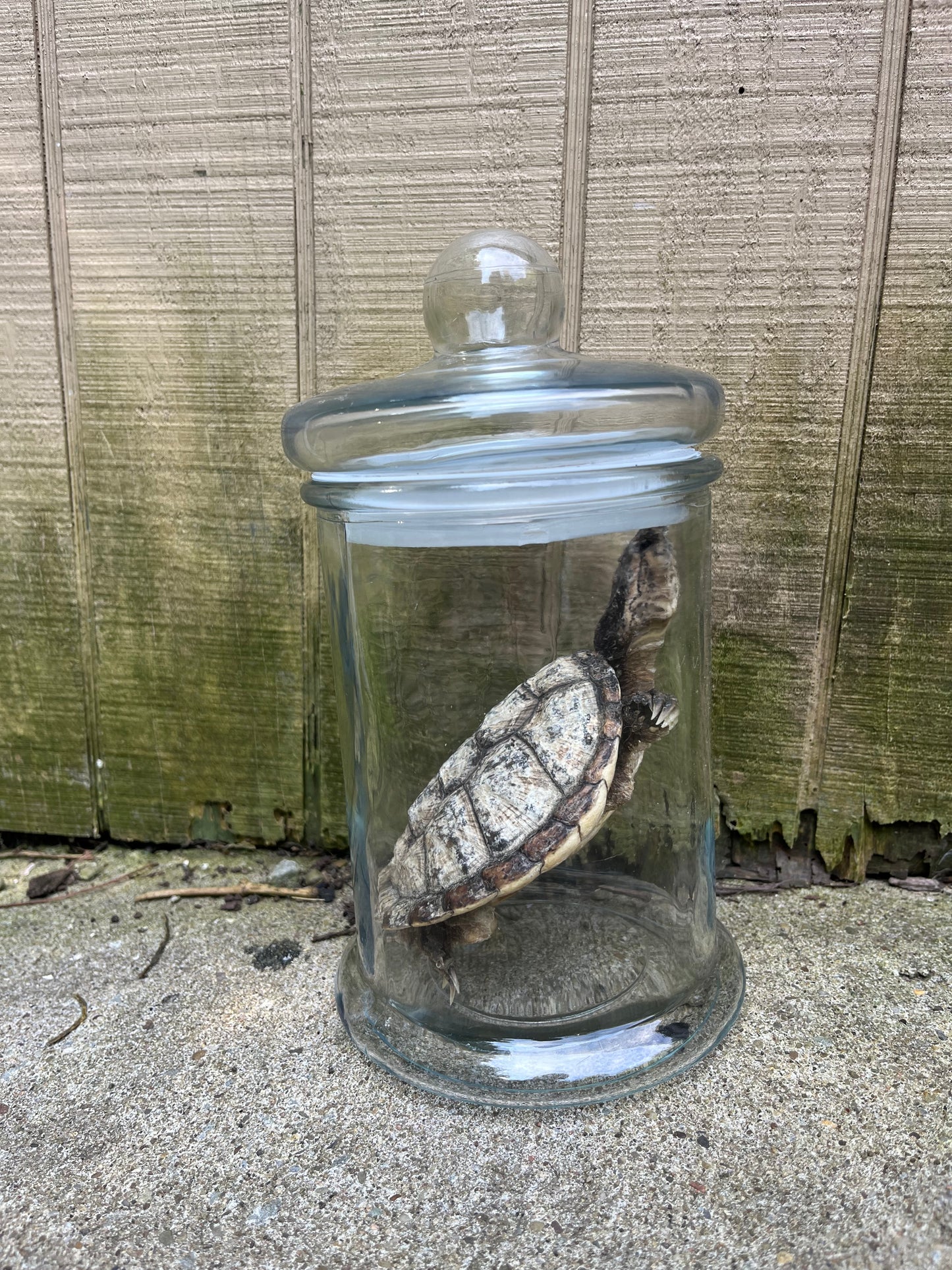 “Neglected” Mummified Snapping Turtle