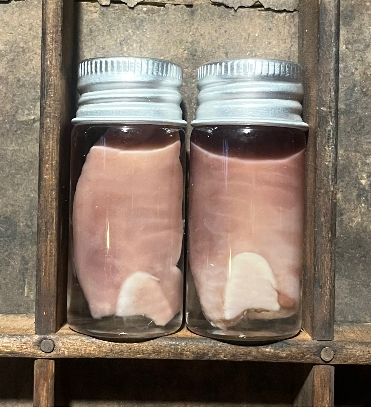 English Lop Rabbit Tongue Wet Specimen Vial