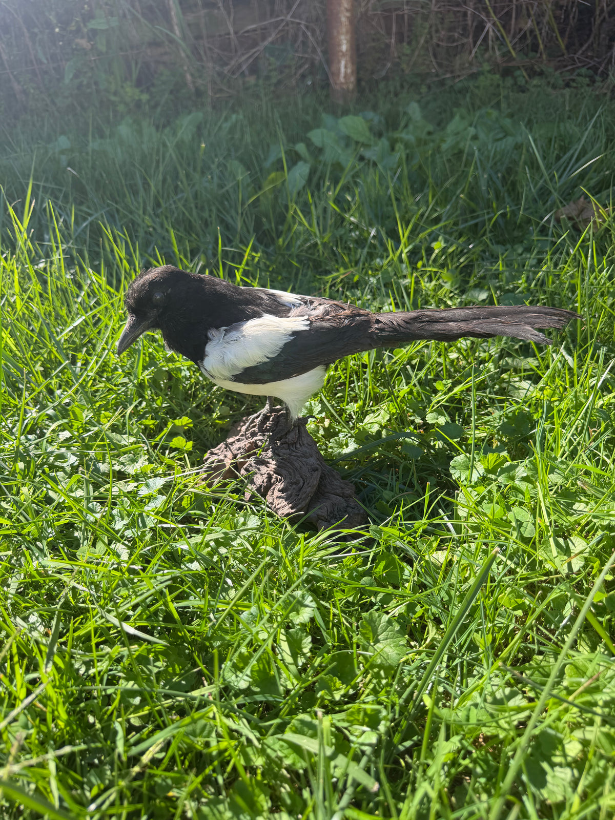 Eurasian Magpie Taxidermy