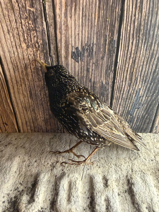 European Starling Taxidermy (Unmounted)