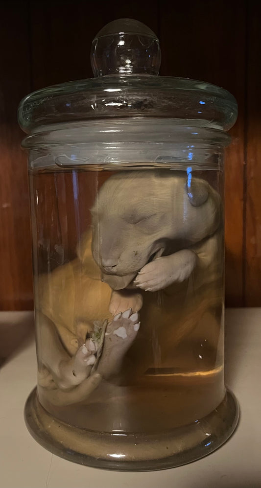 Great Pyrenees Stillborn Puppy Wet Specimen (Left)