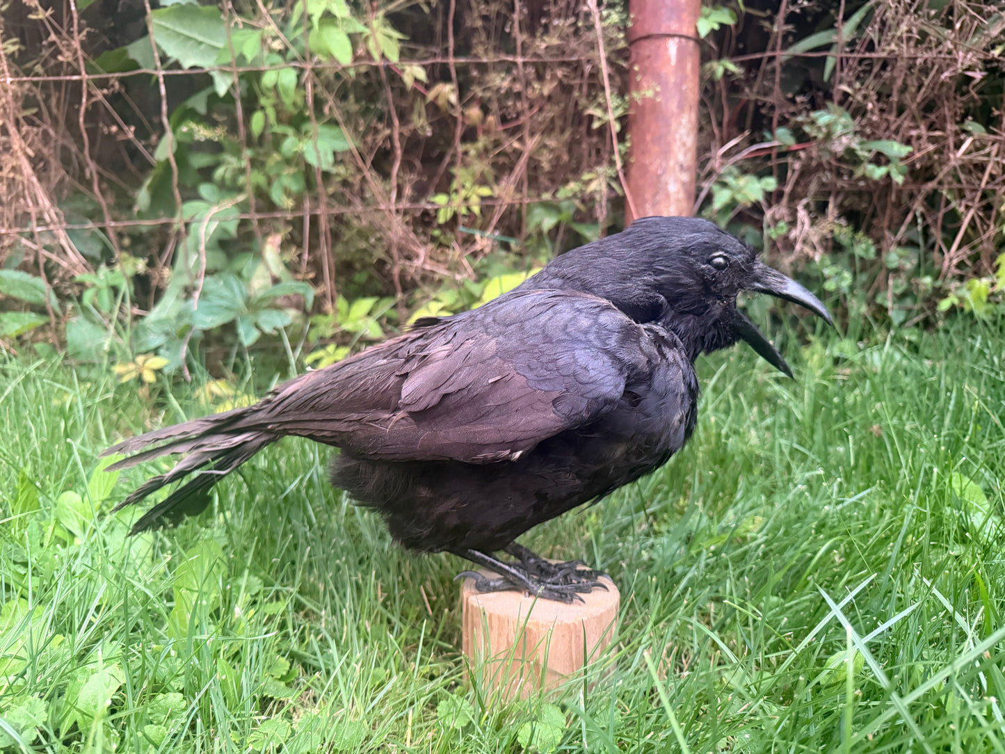 Carrion Crow Taxidermy Mount