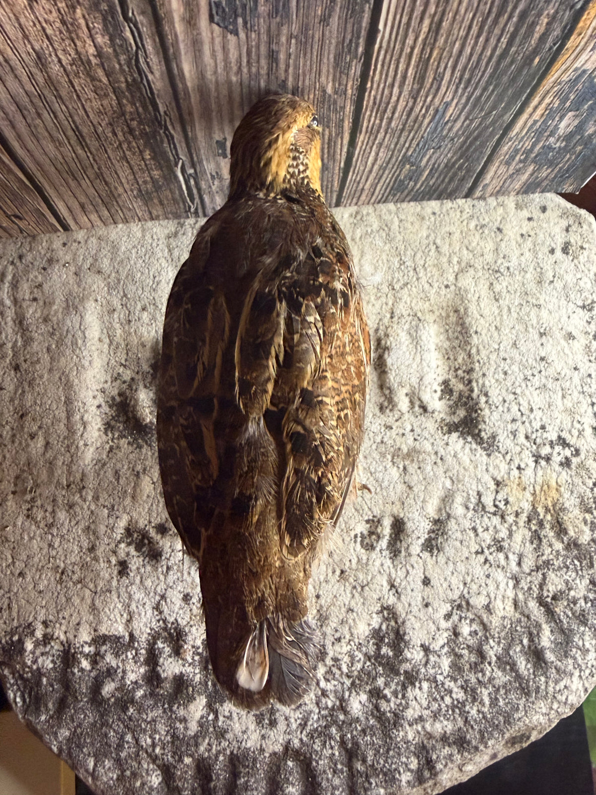 Female Bobwhite Quail Taxidermy (Unmounted)