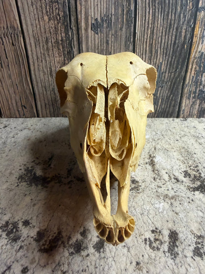 Craft Grade Juvenile Goat Skull
