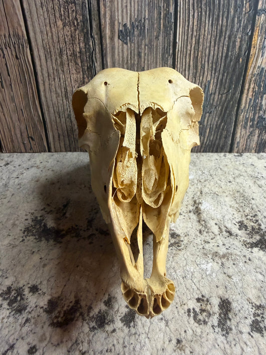 Craft Grade Juvenile Goat Skull